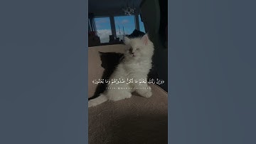 مقطع قران🧡🍂||تلاوة هادئة||ارح قلبك||حالات واتس اب { ستوريات قرآن } حالات قرانية للواتس اب
