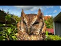kleine Eulen, eine Schneeeule und eine Adlerattacke😱 - 🦅🦉😊