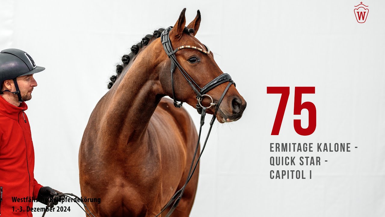 Reitpferdekörung 2024 Katnr. 75 Ermitage Kalone - Quick Star - Capitol I