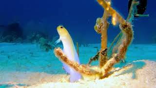 Yellowhead Jawfish: Nature’s Dedicated Ocean Parent!! #fish #parenting #animals #sea #facts #nature
