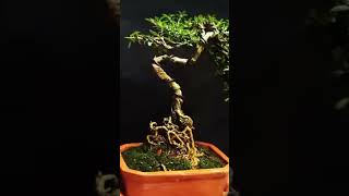 Bonsai Serissa Mikro