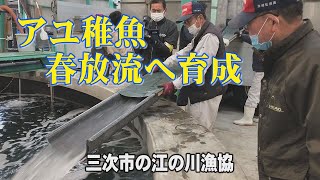 三次市で今春放流するアユの稚魚育成始まる