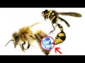 Co się stanie, gdy pszczoła użądli drugą pszczołę?