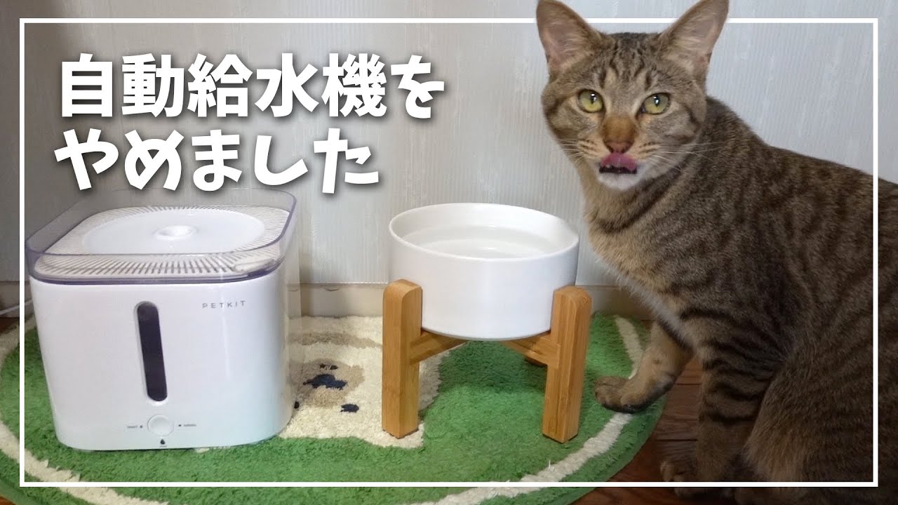 猫用の自動給水機の使用をやめました その理由は Youtube