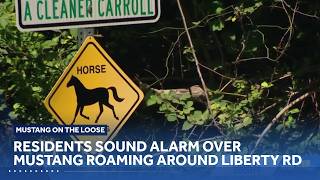 Carroll County residents sound alarm over untrained mustang roaming around Liberty Reservoir