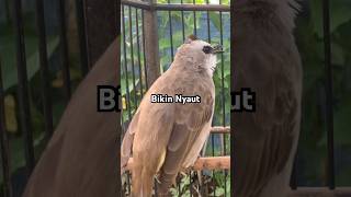 Pancingan trucuk langsung nyaut #trucukan #trucukbetinamemanggiljantan #ropeltrucukan #birdsong