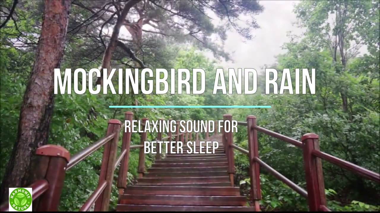 Mockingbird and Rain- Nature Sound, Relaxing, Sleep, Meditation, Psychological Healing and Yoga. adlı videoyu YouTube'da izle Mockingbird and Rain- Nature Sound, Relaxing, Sleep, Meditation, Psychological Healing and Yoga. adlı videoyu YouTube'da izle