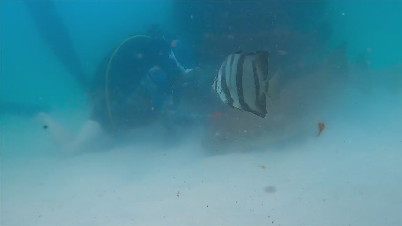 Diver rescues shark hooked to artificial reef