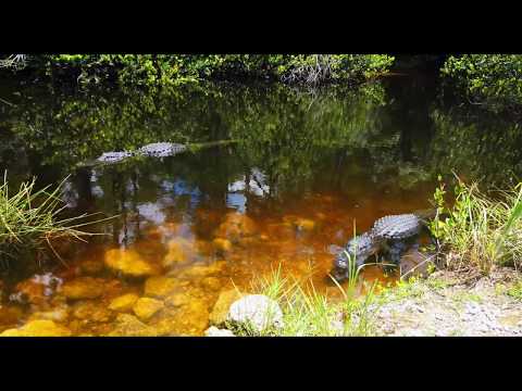 Big Cypress National Preserve