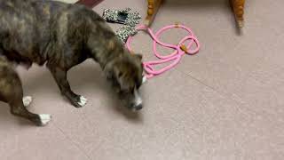 Meet Allie A Terrier, American Pit Bull Currently Available For Adoption 12132024 120910 Am