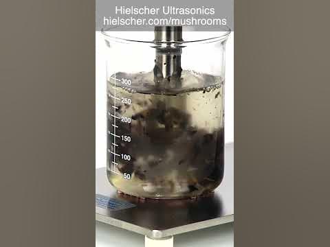 Medicinal Mushrooms - Ultrasonic Extraction - Hielscher Ultrasonics ...