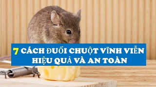 7 Cách Đuổi Chuột Vĩnh Viễn, Hiệu Quả và An Toàn