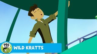 WILD KRATTS | Catch the Wild Kratts All-Day Marathon on Friday! | PBS KID