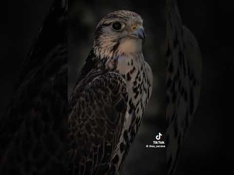 طيحوك ياصقر