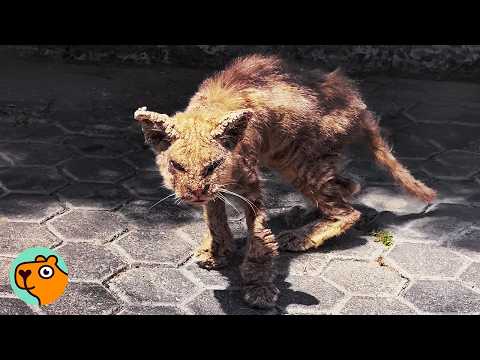 Completely Crusted Cat Makes Most Beautiful Transformation | Cuddle Buddies