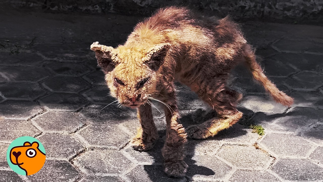 Completely Crusted Cat Makes Most Beautiful Transformation | Cuddle Buddies