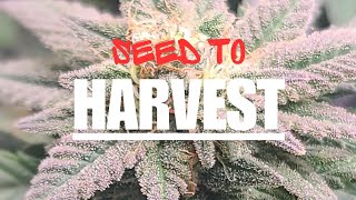 SEED TO HARVEST Episode 2: 6 plants 5 Strains