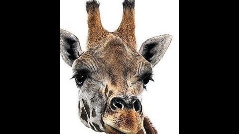 the five stages of a giraffe in sand