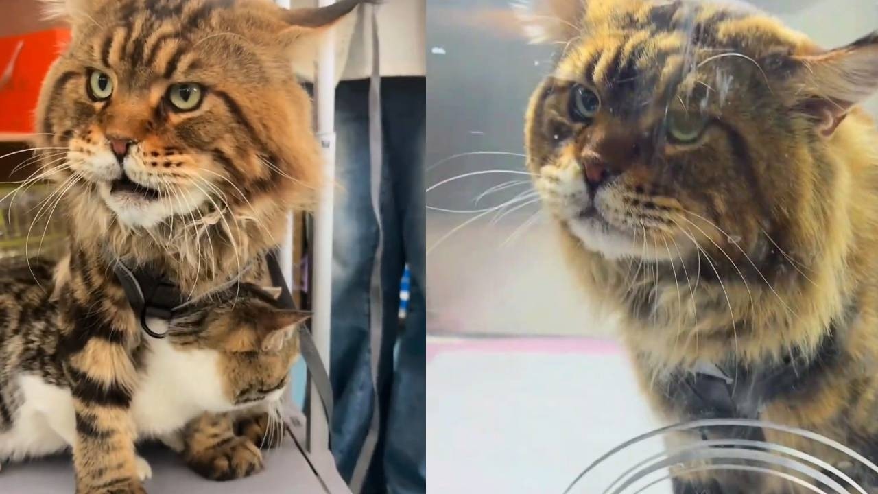 罗宾爱多管闲事的毛病什么时候能改改啊！看见别的小猫叫唤，就给他自己急死了！