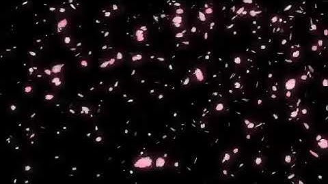 Hiệu ứng hoa anh đào rơi - Video background effect, Animation video background | ProShow Producer