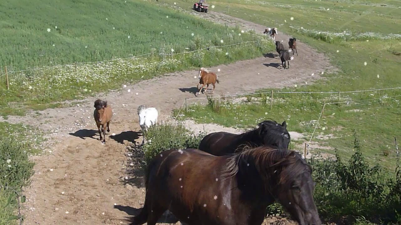 Islandske heste Stutteri Amhøj 2019 Mellem