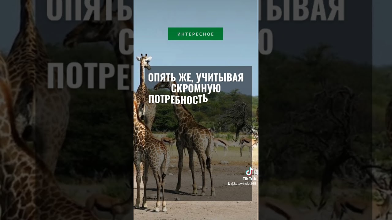 как спят пингвины