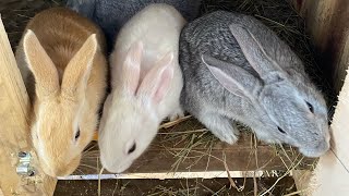 Отсадила крольчат от крольчихи🐰✨перестоновка клеток🐇🎀