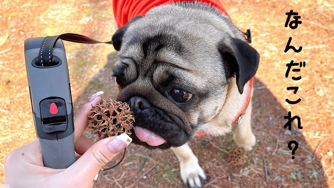 動画 朝長美桜 初めての遭遇 パグと私の二人暮らし Akb48lover