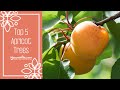 Top 5 favorite apricot trees  naturehillscom