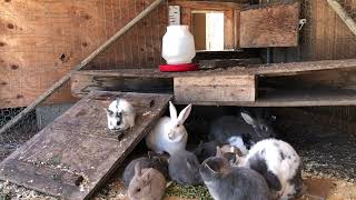 002 | 4K Baby BUNNIES 🐰♌️ LEO Bunny COLONY ♌️🐰✨ADORABLE Rabbits✨ by Cosmic BUNNIES 92 views 1 year ago 1 hour, 56 minutes