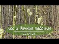 Прогулка по лесу и дачные дела 22 04 23 | Дачные хроники.  Дача как есть