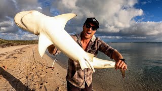 FOOD CHAIN FISHING CHALLENGE  tiny shrimp into HUGE SHARK