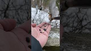 That’s a big🥜🐦