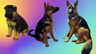 Journey of German shepherd from 30 days to 1 year