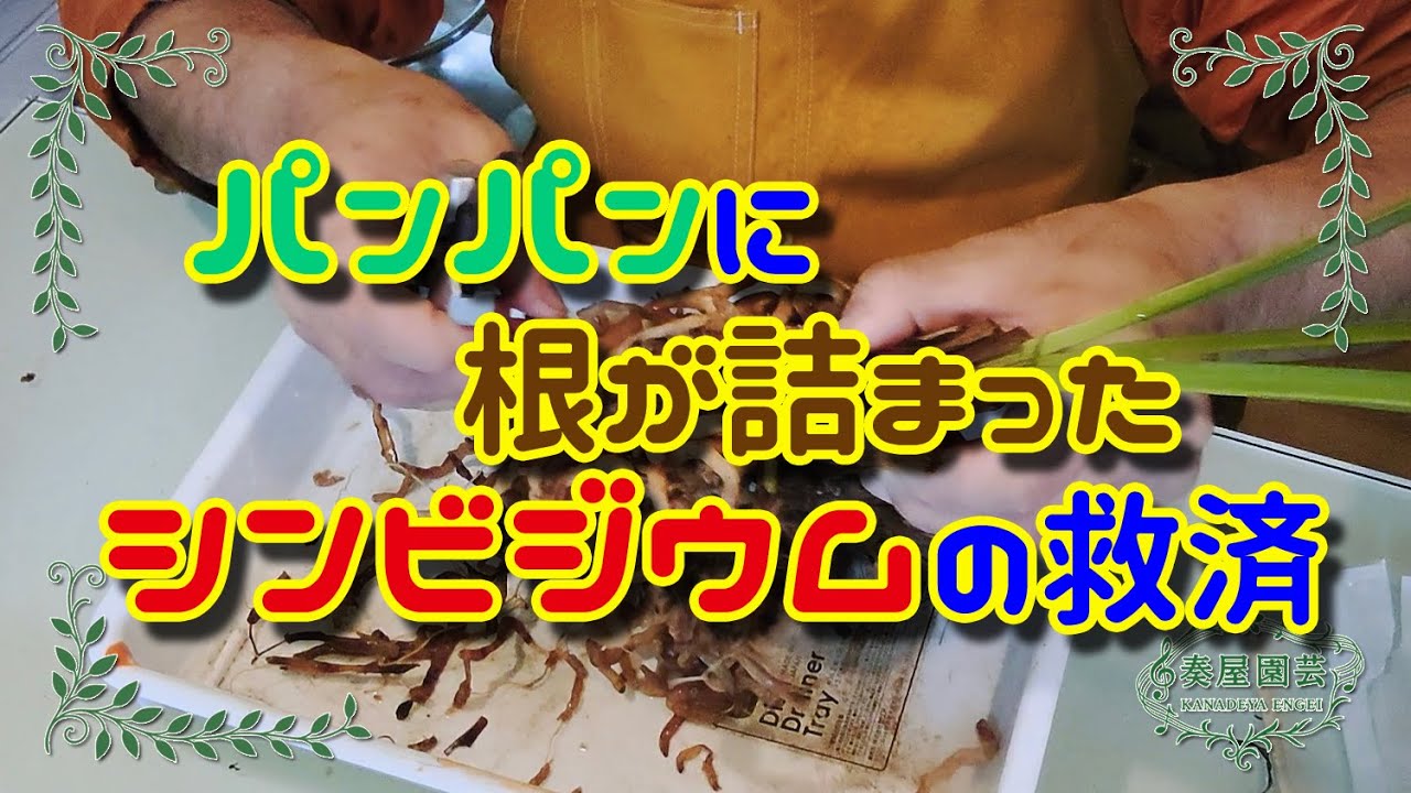 パンパンに根が詰まったシンビジウムの救済