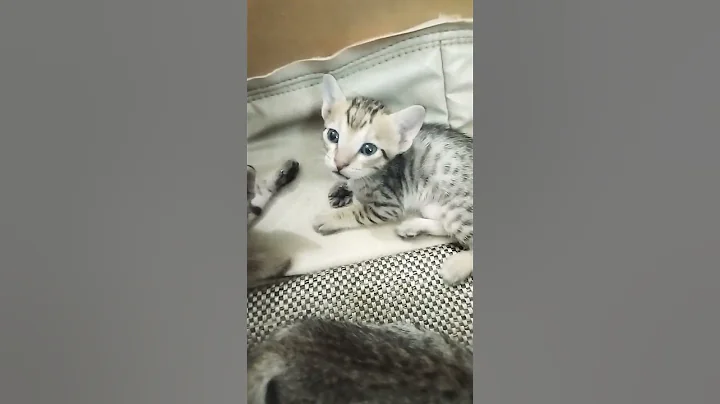 Watch the video about #cat #cat #funny