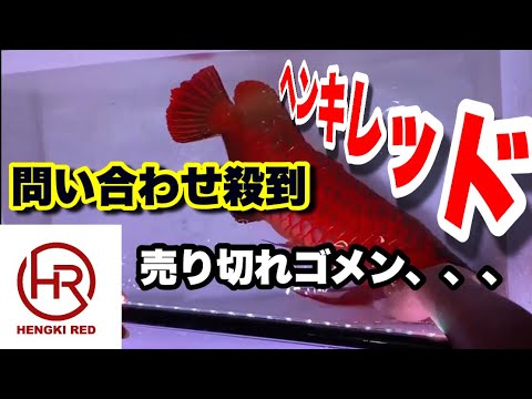 問い合わせ殺到中!!【正規ヘンキレッド】アロワナショップ編 - YouTube