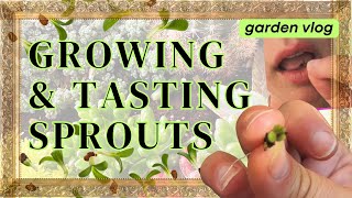 Growing Broccoli Sprouts: Step-by-Step Guide & Taste Test | #gardeningtips & #healthyeating