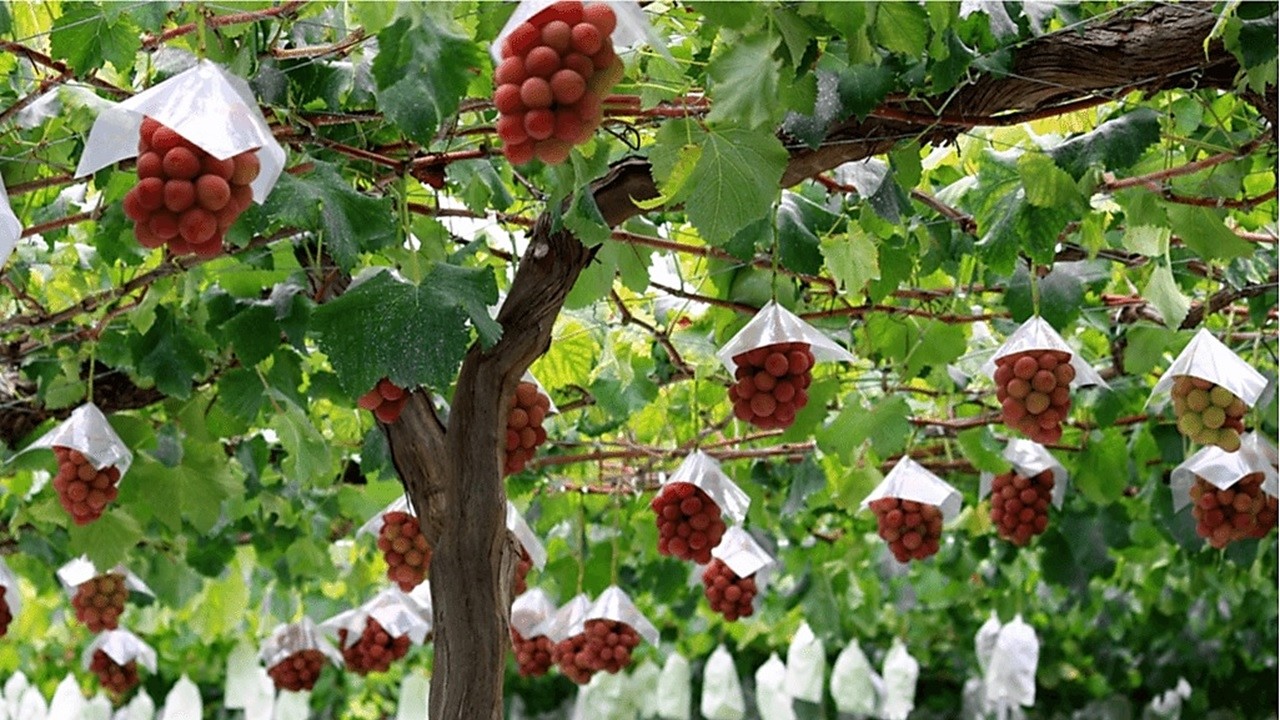 Los 9 CULTIVOS más CAROS de todo EL MUNDO