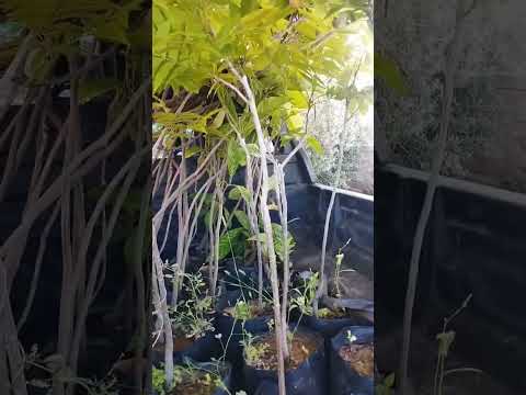 جوز البيكان امريكي او البلقان  مشتل كوردستان عراق