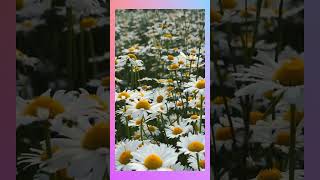 "Bursting into Bloom: A Springtime Symphony of Daisies"