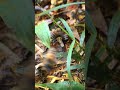 Bees Collecting Pollen Dropped on the Ground 🐝 | Hive Action