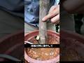 ブーゲンビリアが盆栽に！？知らなきゃ損する育て方
