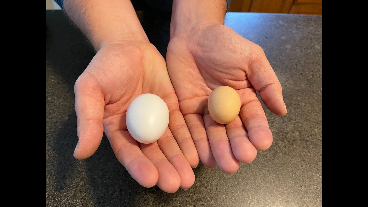 Free Range vs Factory Farm Eggs | Is There a Difference?