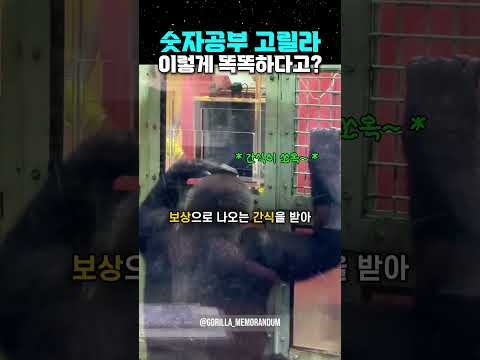 숫자공부 고릴라 이렇게 똑똑하다고? thumbnail