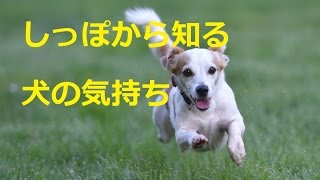 犬のしっぽでわかる愛犬の感情表現 Pety Part 2