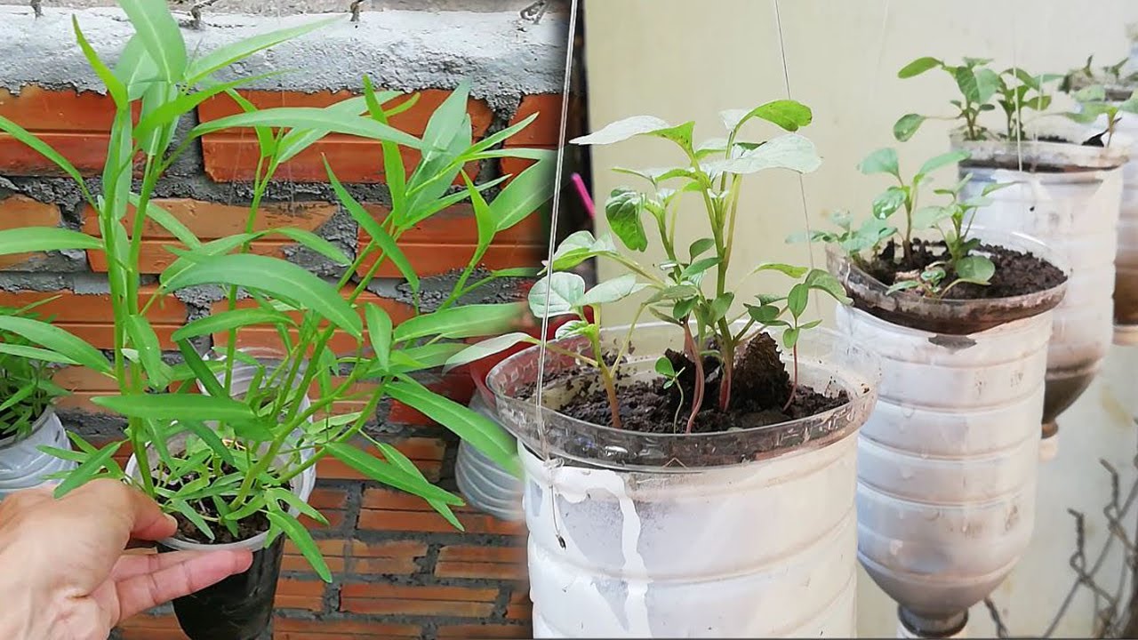 How to grow vegetables plants in plastic battle at home - YouTube