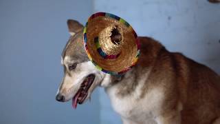 Calvin's 5th Barkday Party (Peppermint Pawties at Boris and Horton)