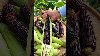 Why Does This Corn Have a Black Colour! 🌽 😳 #shortsvideo