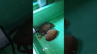 Proses kepiting molting